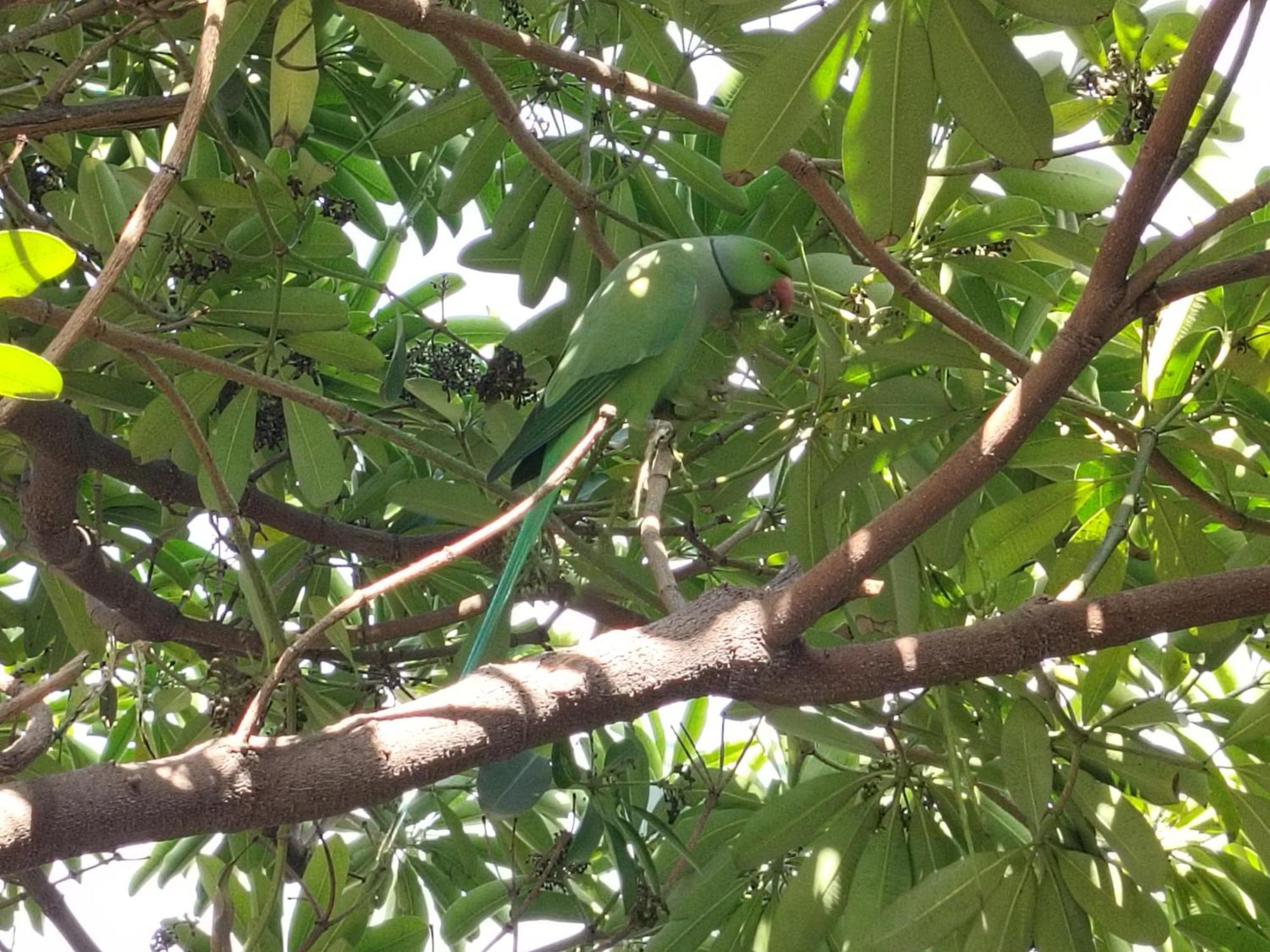 Kishan Home Stay Mathura Buitenkant foto
